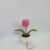 Tulip hồng