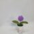 Tulip tím